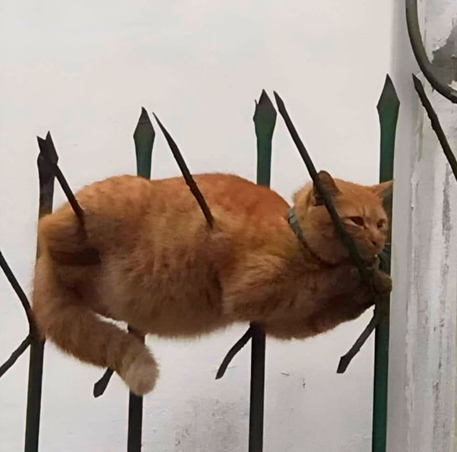 tanasinn